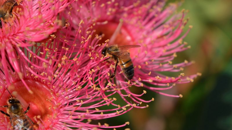 Vibrant spring natives for your city balcony